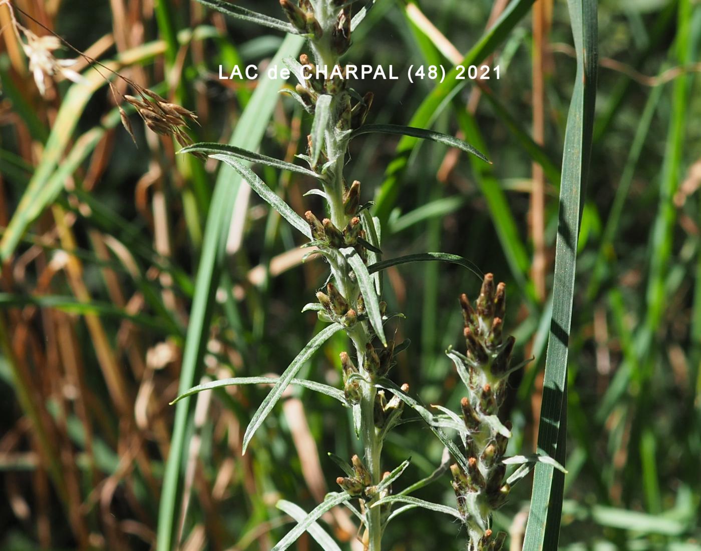 Cudweed, Wood flower